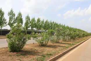 城市披新綠 市民心更爽——我市城區(qū)綠化工作見(jiàn)聞與綠化管理探析